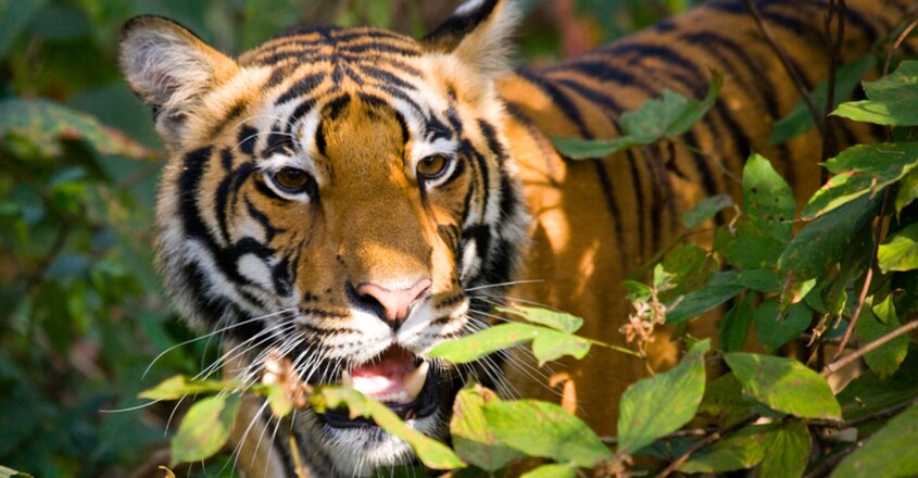 How is Tiger Population in Kerala Counted? How is Tiger Population in Kerala Counted?