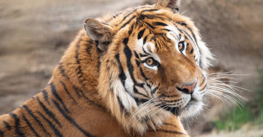 International Tiger Day 2021 International Tiger Day 2021