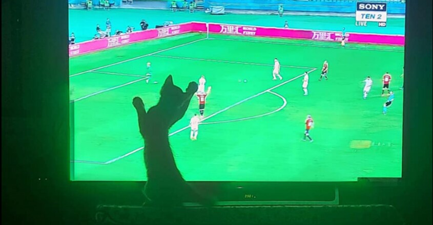 football-fan-sundari-cute-kitten-never-misses-a-match1 football-fan-sundari-cute-kitten-never-misses-a-match1
