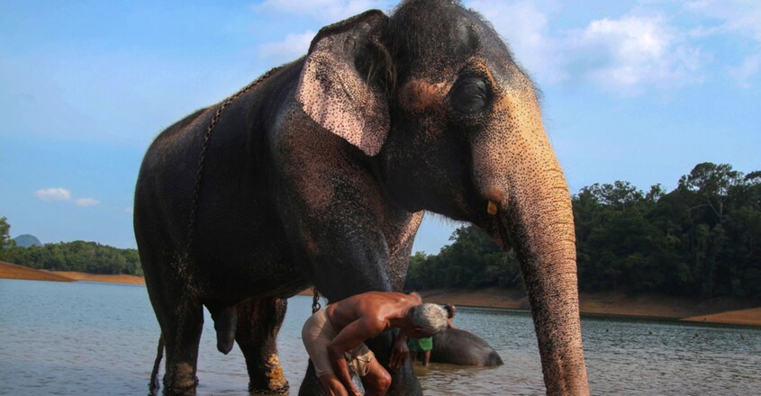 Elephant Elephant