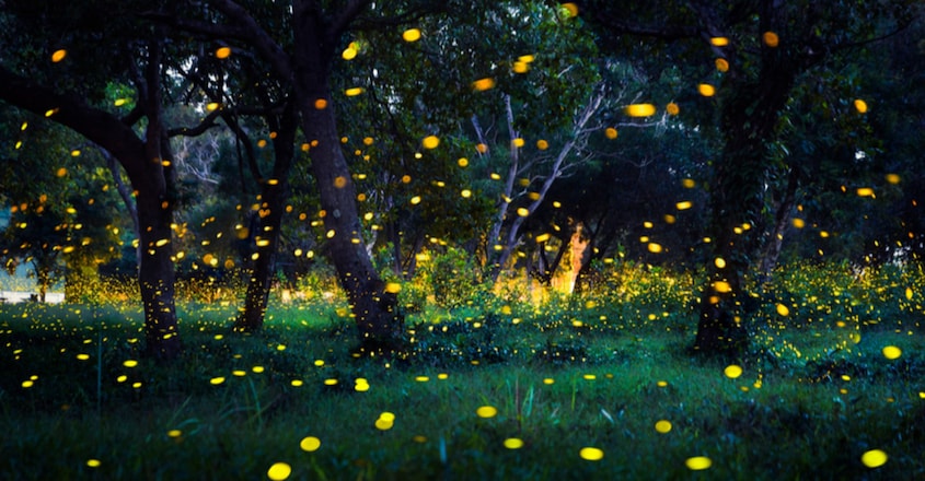 Fireflies threatened globally, with light pollution a glaring problem Fireflies threatened globally, with light pollution a glaring problem
