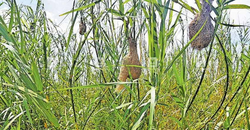 Thirunavaya a second home for migratory birds Thirunavaya a second home for migratory birds
