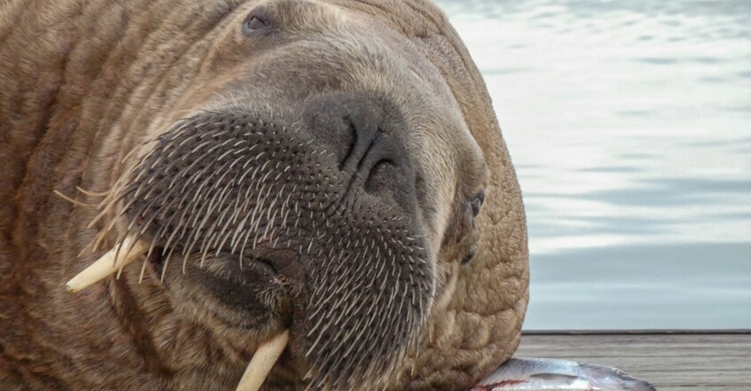 Wandering celebrity walrus spotted in Iceland Wandering celebrity walrus spotted in Iceland