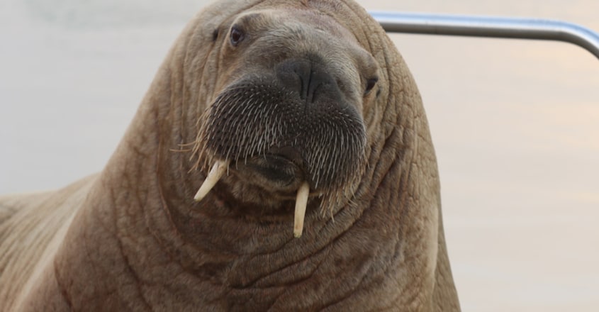Wandering celebrity walrus spotted in Iceland Wandering celebrity walrus spotted in Iceland