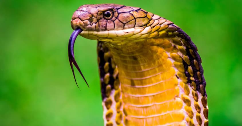 does-king-cobra-not-eat-monitor-lizard-the-secrets-of-forests1 does-king-cobra-not-eat-monitor-lizard-the-secrets-of-forests1