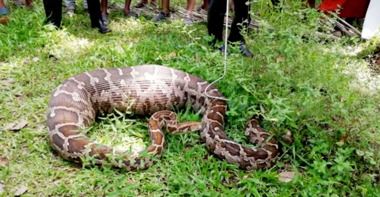 നായകളെ ഒന്നോടെ വിഴുങ്ങുന്ന മലമ്പാമ്പ്; നാട്ടികയിലെ നടുക്കുന്ന കാഴ്ച ...