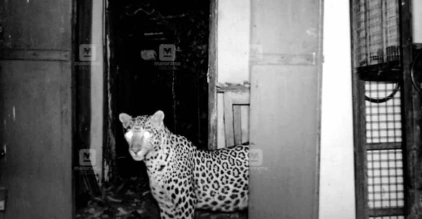 Why Leopard in Palakkad Preferred Abandoned House for her Cubs