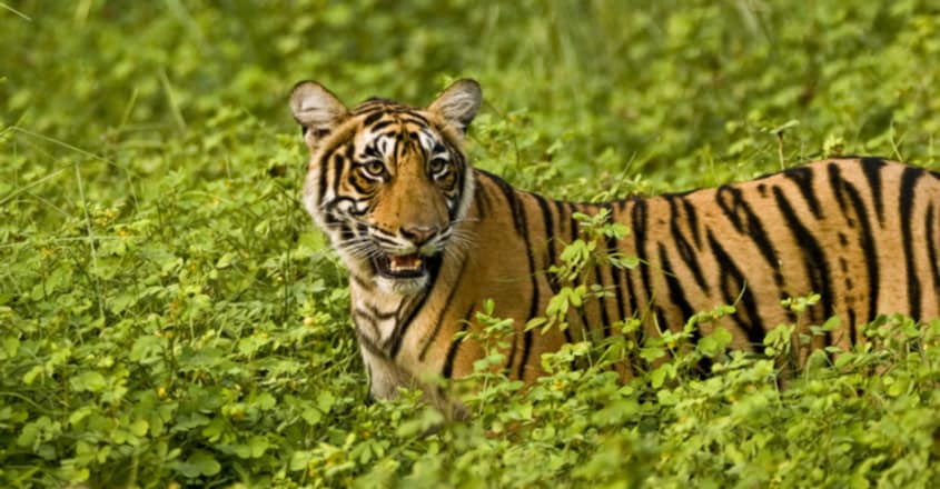 How is Tiger Population in Kerala Counted? How is Tiger Population in Kerala Counted?
