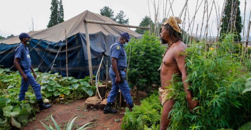 South Africa's 'King Khoisan' arrested over cannabis plants at president's office South Africa's 'King Khoisan' arrested over cannabis plants at president's office