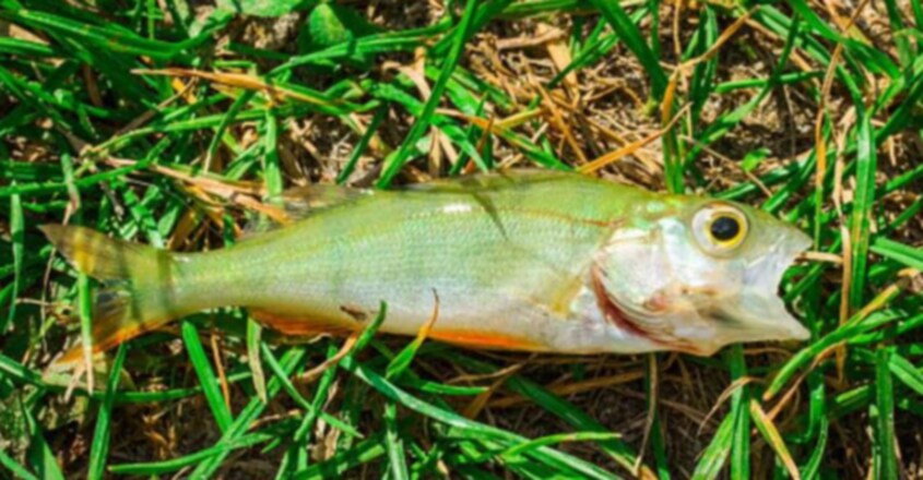 Fish Fell From The Sky In The United States