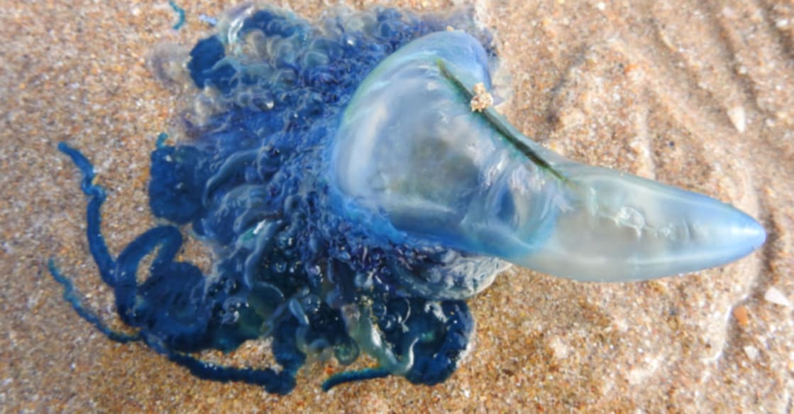 Terrorising us’: bluebottles wash up on Australian beaches in ‘gobsmacking numbers’ Image Credit: Shutterstock