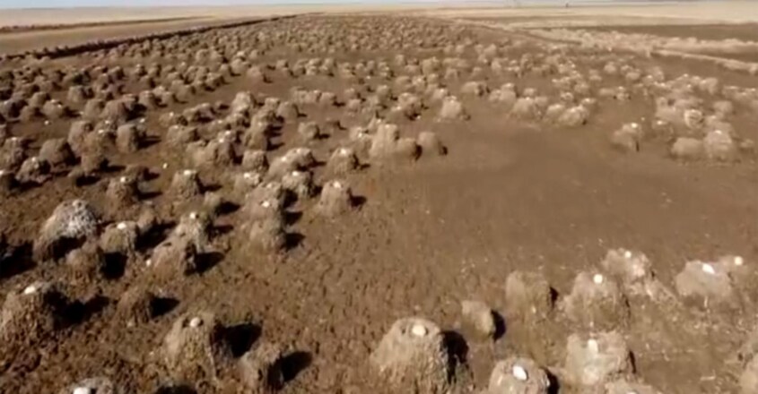 Drone visual of flamingoes’ vast nesting area in Rann of Kutch takes internet by storm