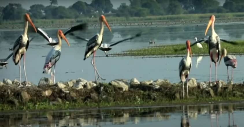 Migratory birds flock to Nandur Madhmeshwar wetland in Nashik