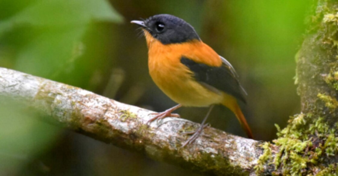 Survey in Munnar forest division hints at its rich biodiversity stock, identifies 174 bird species Survey in Munnar forest division hints at its rich biodiversity stock, identifies 174 bird species