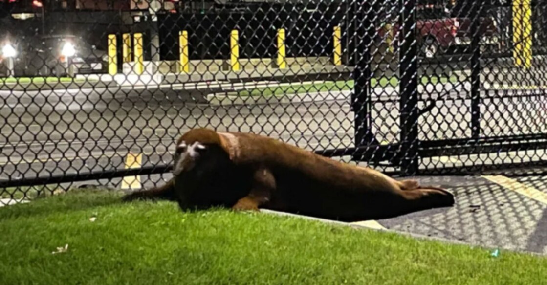  Beloved Seal Hands Himself In To Police After Evading Capture In Pond For Days