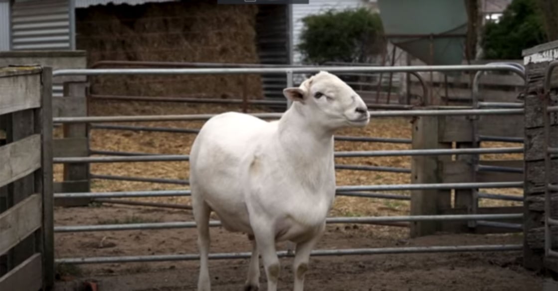 In A New Record, World's Most Expensive Sheep Sold For Rs 2 Crore In Australia In A New Record, World's Most Expensive Sheep Sold For Rs 2 Crore In Australia