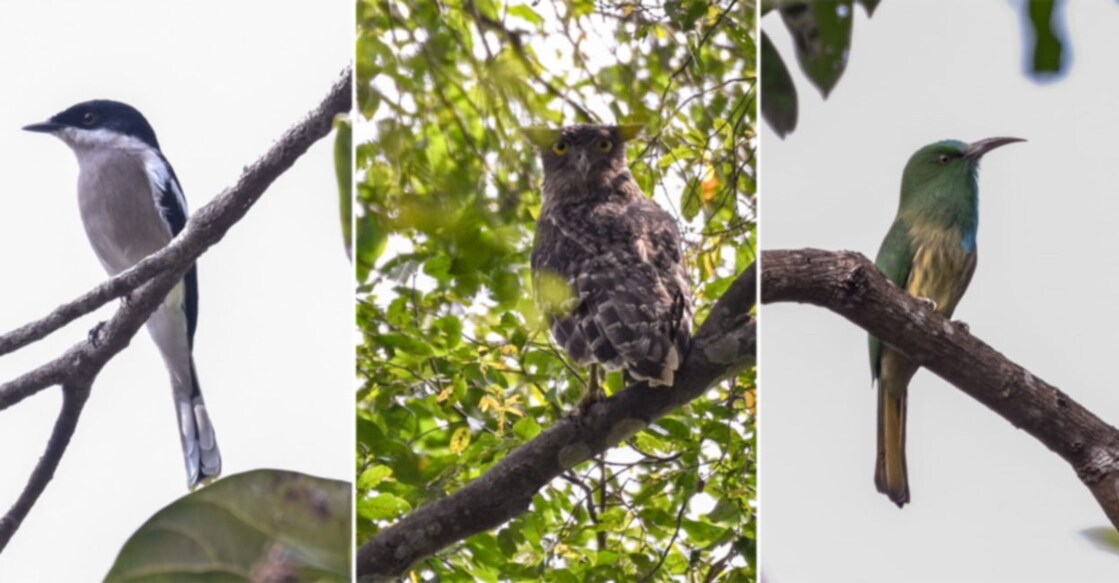 75 species of birds spotted in Kasaragod district അസുരപ്പൊട്ടൻ, മീൻ കൂമൻ, കാട്ടുവേലിത്തത്ത. ചിത്രങ്ങൾ പകർത്തിയത് കെ.ഇ.ബിജുമോൻ, ഡപ്യൂട്ടി റേഞ്ച് ഫോറസ്റ്റ് ഓഫിസർ