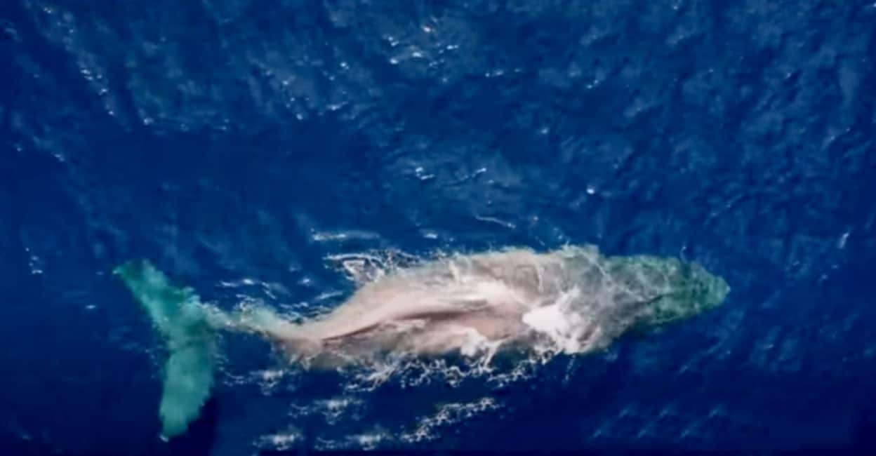 The whale swam 5,000 kilometers with a broken spine;  Moon, the humpback whale, completes a 5,000km journey, with a broken back, say ocean researchers