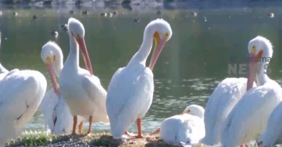 Pelicans rest up in Mexico City as clean water push bears fruit Pelicans rest up in Mexico City as clean water push bears fruit