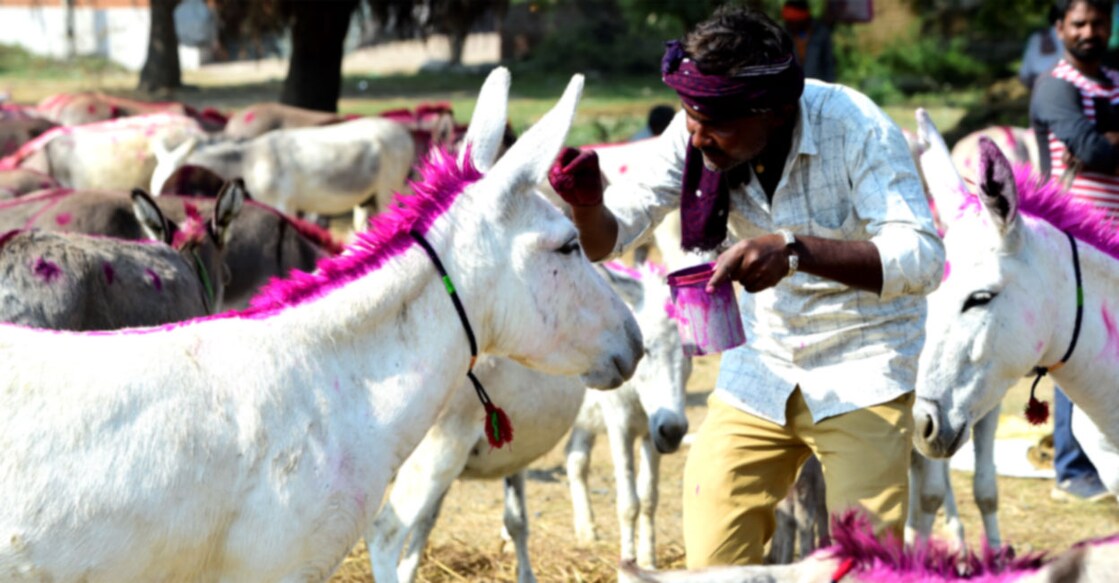 ഗുജറാത്ത് ജില്ലയിലെ വൗത ഗ്രാമത്തിൽ വാർഷിക ചന്തയ്ക്കു മുന്നോടിയായി കഴുതകൾക്കു മേൽ ചായം പൂശുന്ന ഗ്രാമവാസി. 
എല്ലാവര്‍ഷവും ആയിരക്കണക്കിനു കഴുതകളാണു വൗത ഫെയറിൽ വിറ്റുപോകുന്നത്. SAM PANTHAKY / AFP
