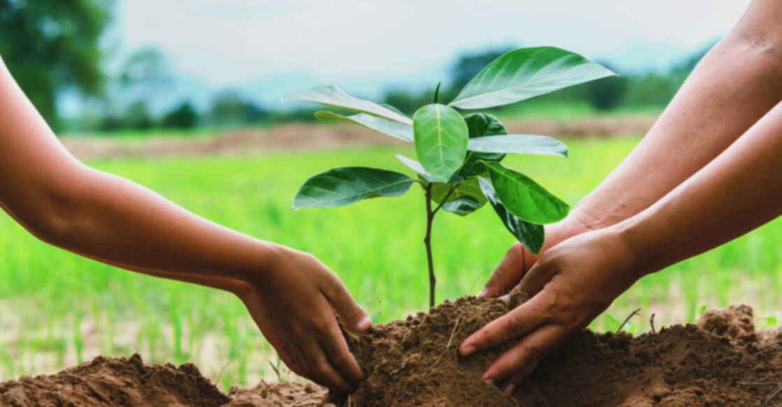 Kerala Government aims to plant 43 Lakh trees Kerala Government aims to plant 43 Lakh trees