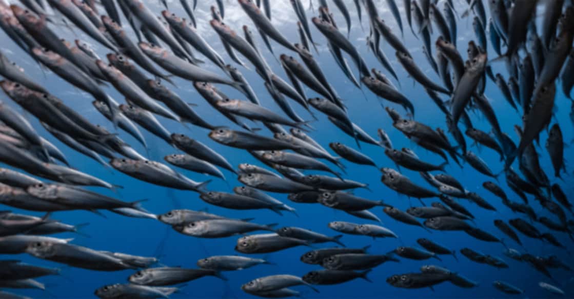 Declining catch worries fishers in Kerala Image Credit: Shutterstock