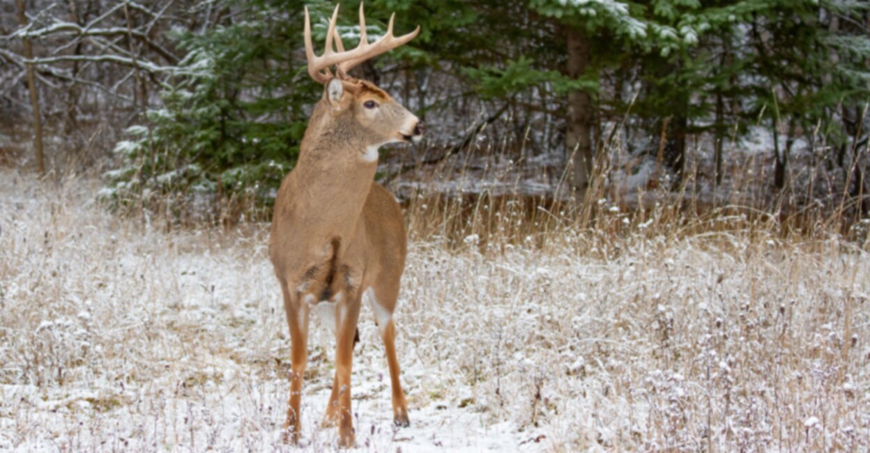 Mysterious Zombie Disease Is Killing Deers In Canada 