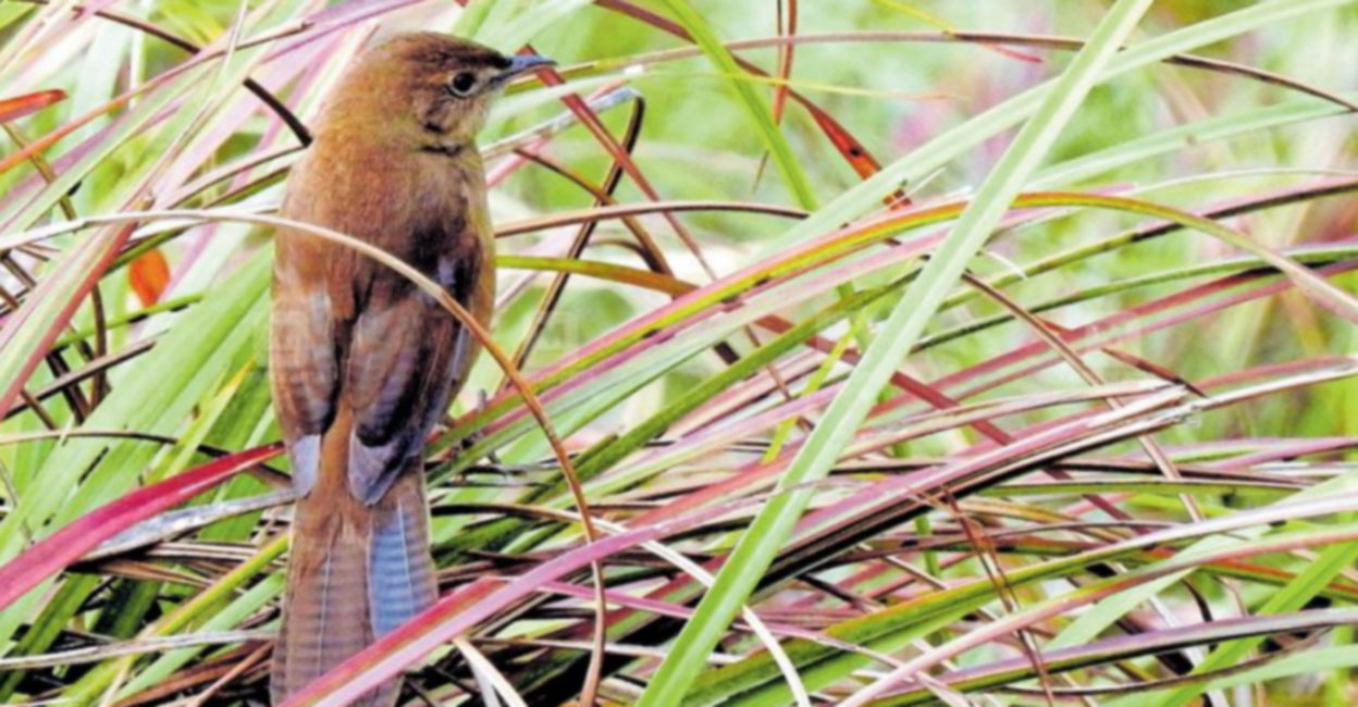 ബാണാസുര ചിലപ്പന്റെ സാന്നിധ്യം വയനാട്ടിലും; ഏറ്റവും കൂടുതൽ വംശനാശ ഭീഷണി