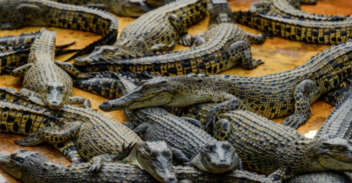 Kenya's booming crocodile farm industry Image Credit: Shutterstock