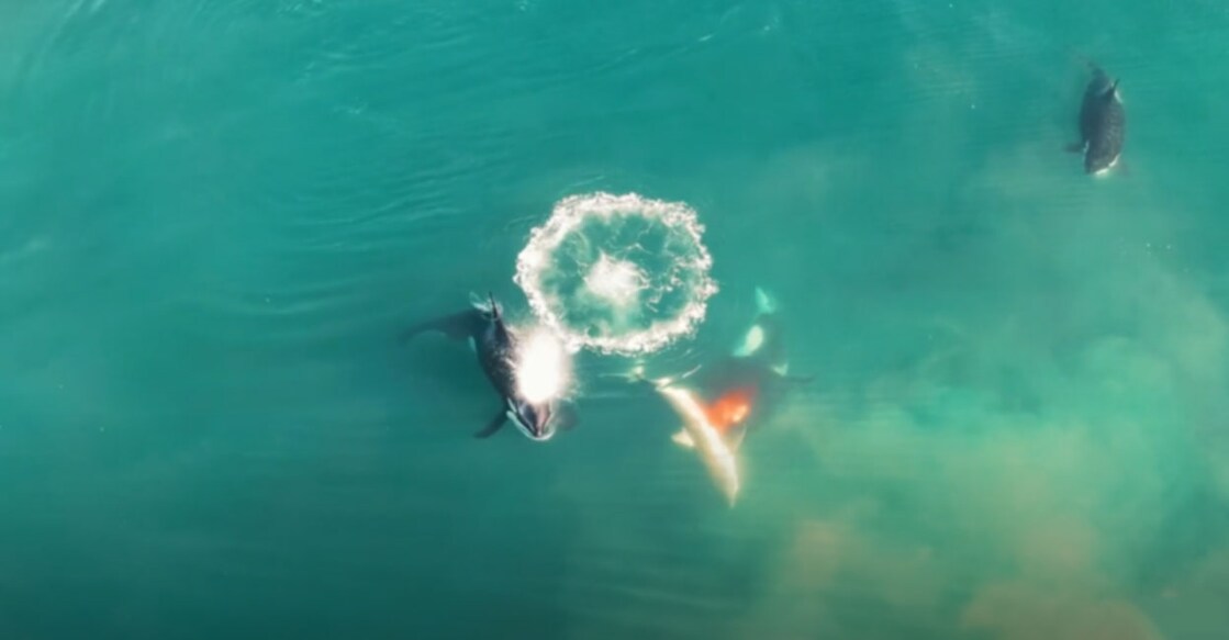 Watch A Great White Shark Getting Its Liver Sucked Out By Orcas Image credit: Leonardo Gonzalez