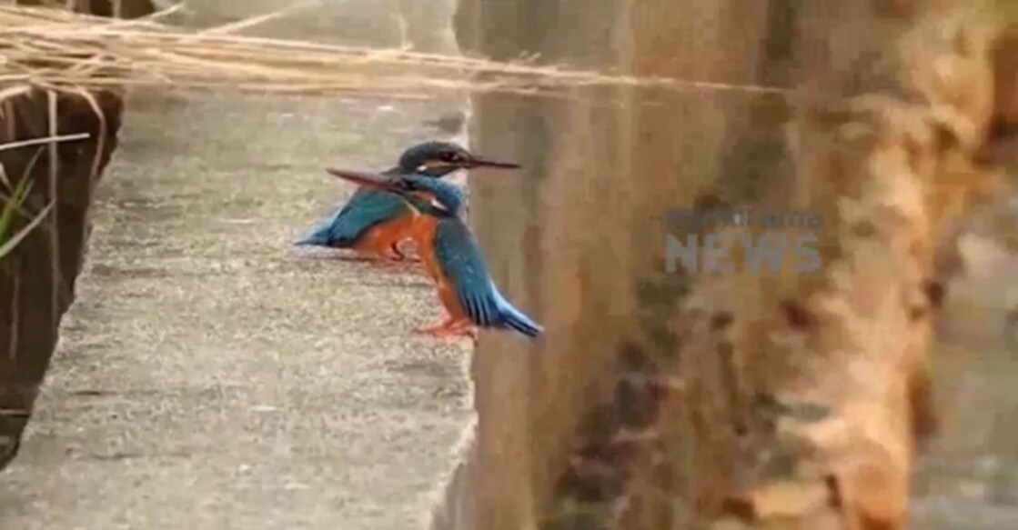 Grab Image from video shared by MMTV