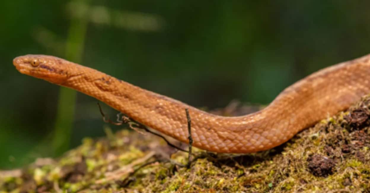 A snake only a foot long;  Rare find on Amazon.  Surprised researchers