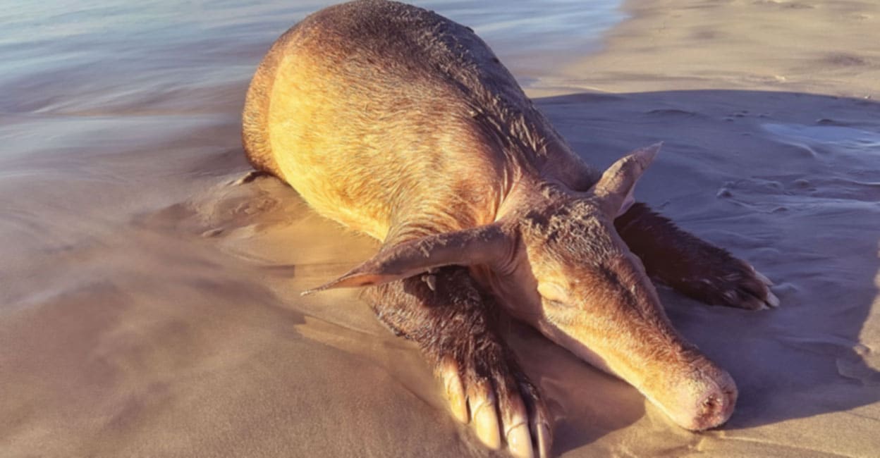 Washed up on the beach is the body of Adwalk found in the desert;  Aardvark that washed up on Cape Town beach was likely victim of illegal trade