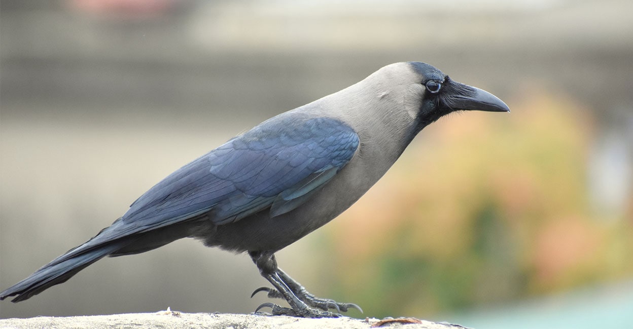 പേനകാക്ക മുതൽ ബലികാക്ക വരെ; ആദ്യം 'സെലിബ്രിറ്റി', പിന്നെ ശല്യം; നിർത്താതെ  തുരത്തി സൗദി- Soudi Arabia | Crow | Animal | Bird | Manorama News