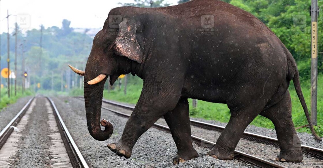 പാലക്കാട് കൊട്ടേക്കാട് കിഴക്കേത്തറയിൽ റെയിൽവേ ട്രാക്ക് കടക്കുന്ന പിടി5 (ഫയൽചിത്രം)