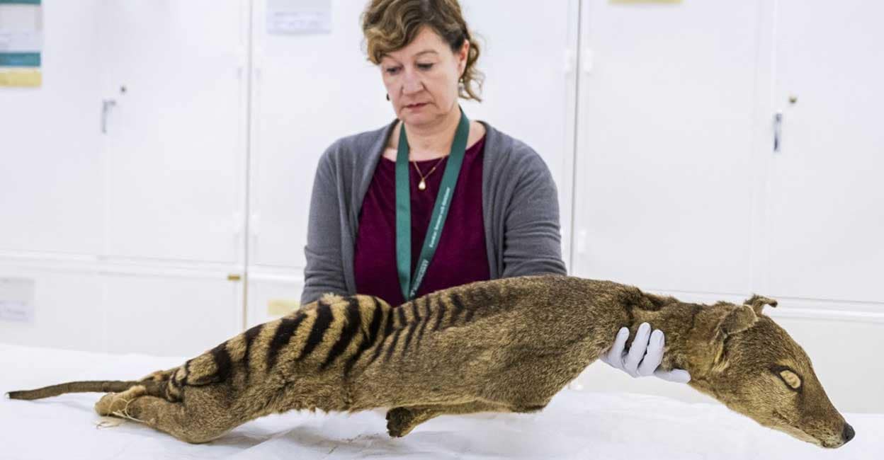 Resurrecting Extinct Tasmanian Tigers: A Groundbreaking Genetic Breakthrough