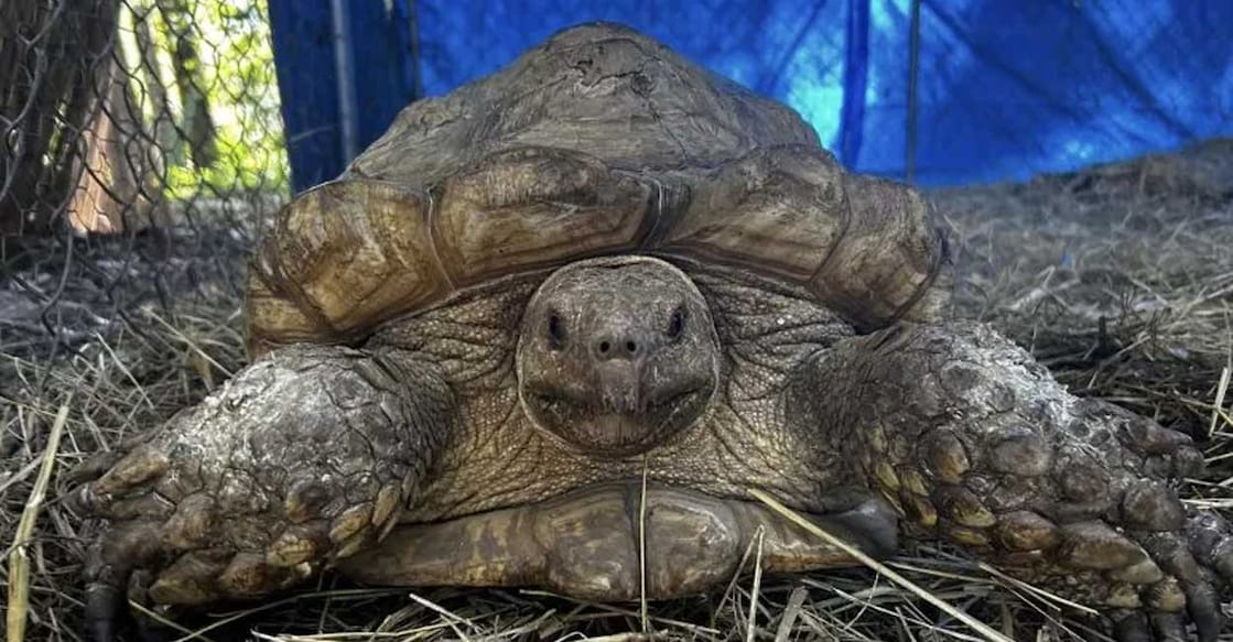 ആഫ്രിക്കൻ സൾക്കാറ്റ ഇനത്തിൽപ്പെട്ട ആമ. (Photo: FLORIDA’S WILDEST ANIMAL RESCUE/FACEBOOK)