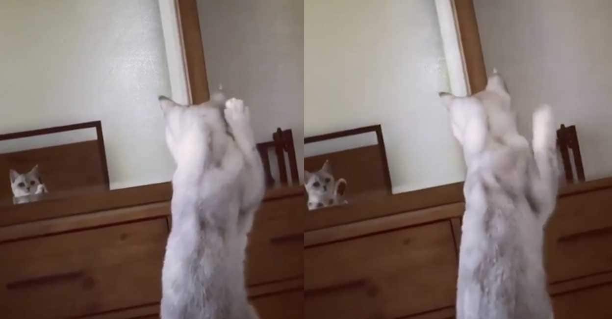 ഇതെന്ത് സാധനം? കണ്ണാടിയിൽ സ്വന്തം ചെവികണ്ട് ടെൻഷനടിച്ച് പൂച്ച; രസകരമായ വിഡിയോ