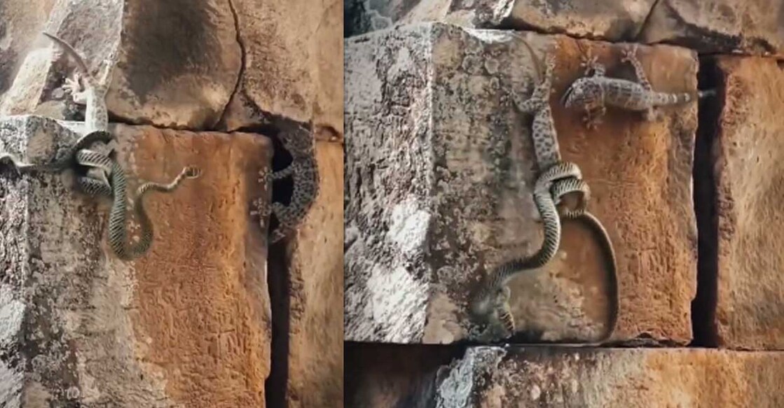 snake-lizard വിഡിയോയിൽ നിന്ന് (Photo: Twitter/@AMAZlNGNATURE)