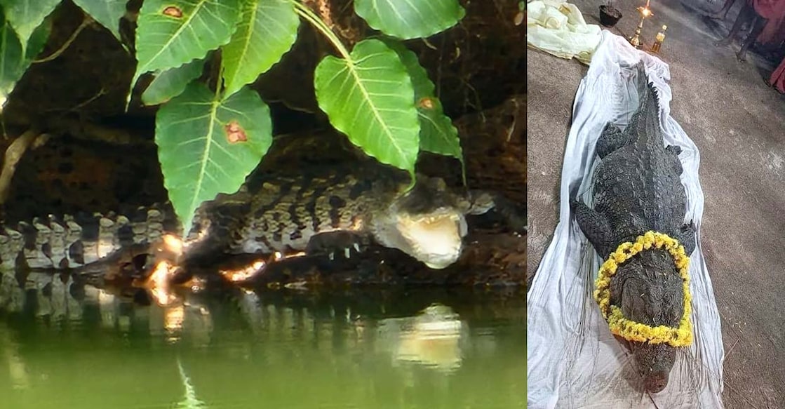 babiyacrocodile ക്ഷേത്രക്കുളത്തിൽ പ്രത്യക്ഷപ്പെട്ടെന്ന് പറയുന്ന മുതല (ഇടത്), ബബിയ (വലത്) (Photo: Facebook/ P.R. Sunil)