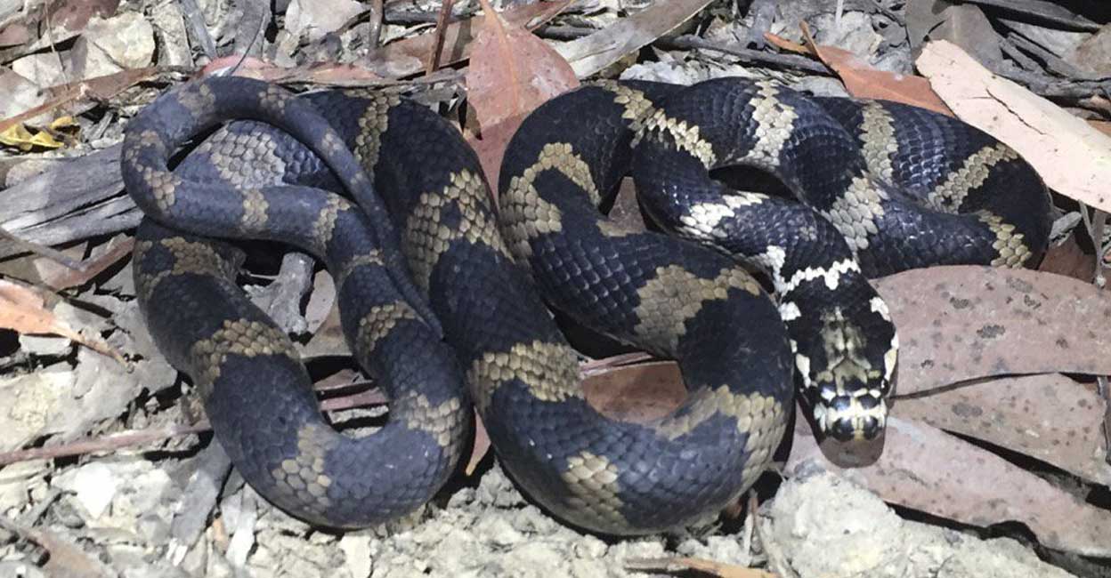 Stephens Snake ഉഗ്രവിഷം, കടിച്ചാൽ മറുമരുന്നില്ല; ഓസ്ട്രേലിയയിൽ ഭീഷണി ഉയർത്തി സ്റ്റീഫ ...
