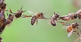 ലോകത്തെ മികച്ച ഗണിത ശാസ്ത്രജ്ഞരും രസതന്ത്രജ്ഞരും; അന്ന് പാലായിലെ മുരിങ്ങയിൽ കണ്ടത്