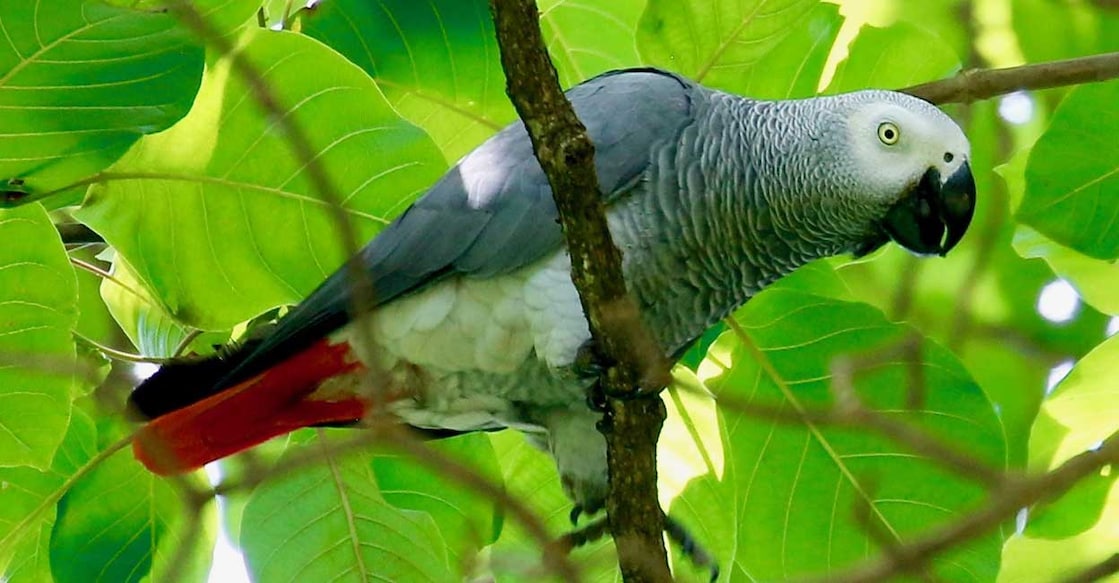 grey-parrot ആഫ്രിക്കൻ ചാരതത്ത (Photo: Twitter/@arcadia_safaris)