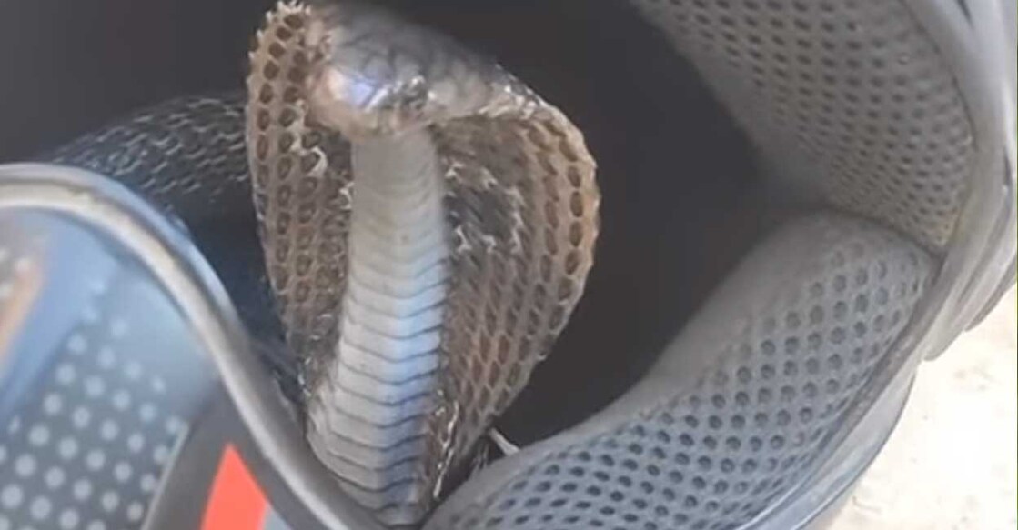 helemt-snake ഹെൽമറ്റിൽ കയറിയ മൂർഖൻ (Screengrab: Instagram/Dev Shrestha)