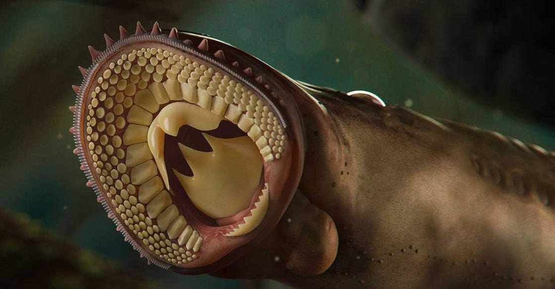 lamprey-fossil ലാംപ്രേ (Photo: Twitter/@ExpressUSNews)