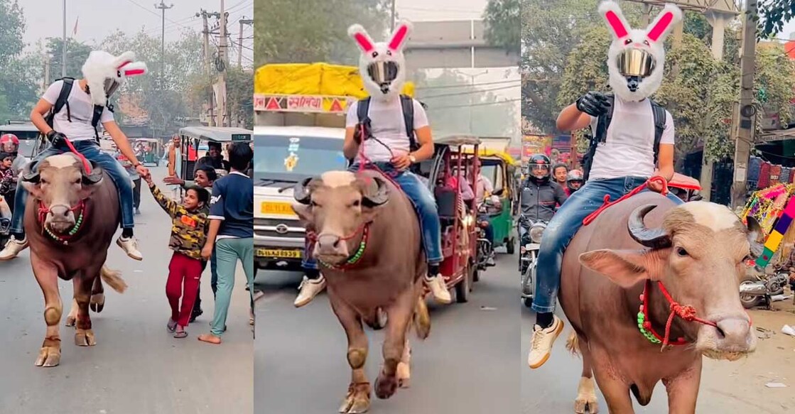 bull-ride വിഡിയോയിൽ നിന്ന് (Screengrab: Instagram/bull_rider_077)