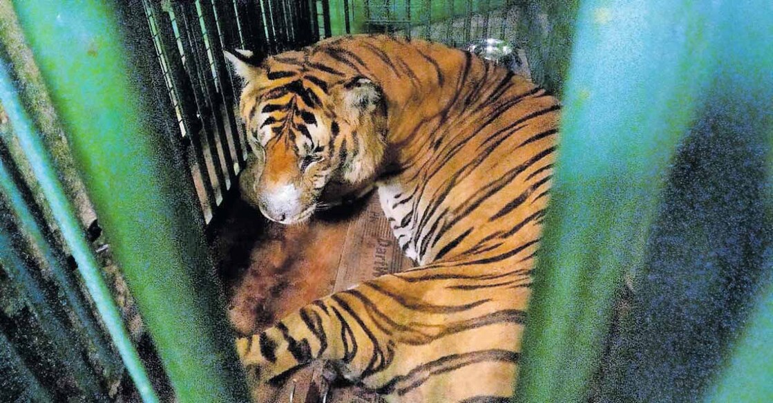 rudrantiger രുദ്രൻ