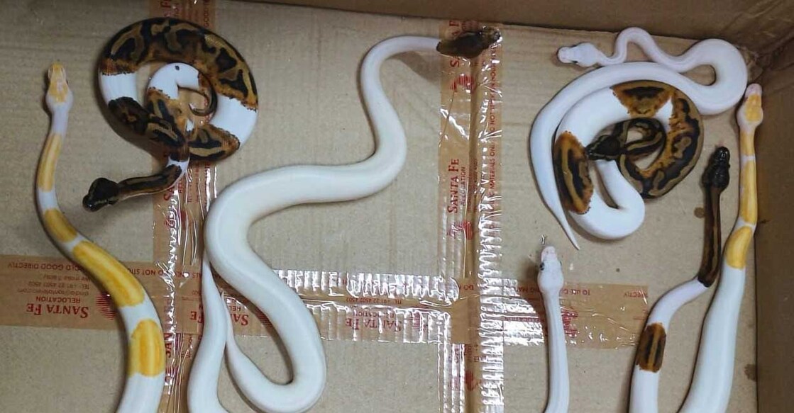 snake കസ്റ്റംസ് പിടിച്ചെടുത്ത പാമ്പുകൾ (Photo: X/@ANI)