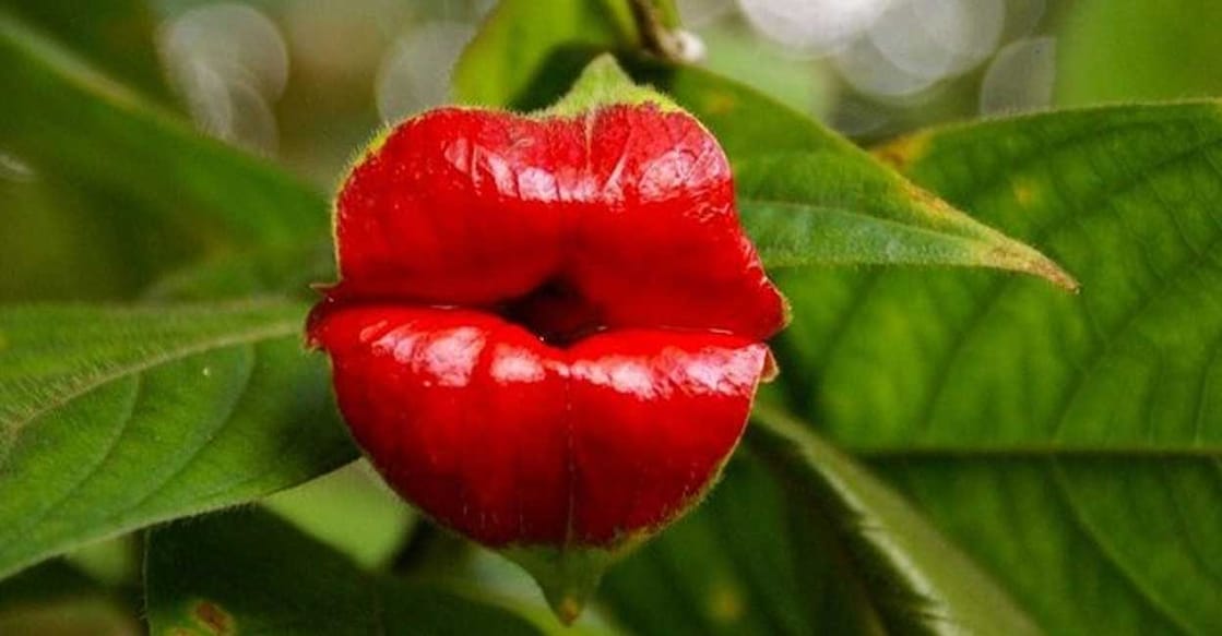 hotlip-plants hotlip-plants