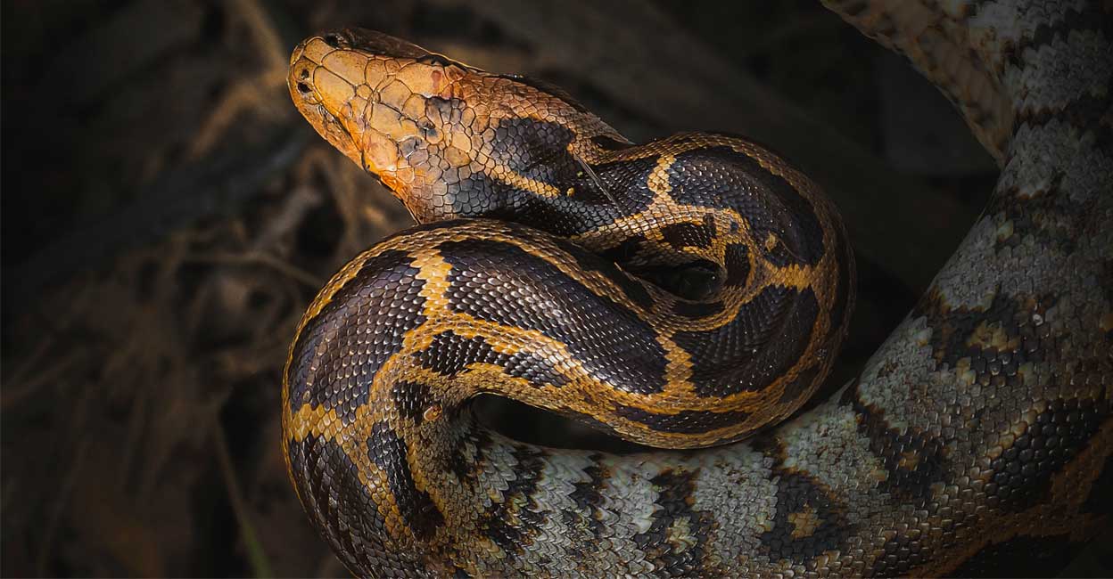 വംശനാശത്തിന്റെ വക്കിലെത്തി, തിരിച്ചുമടക്കം: ദക്ഷിണേന്ത്യയിലെ ...
